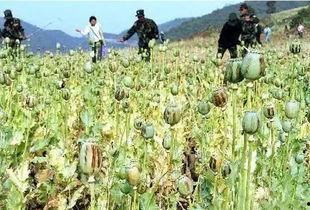 缅甸边境杀人吃瓜,杀人吃瓜真相揭露