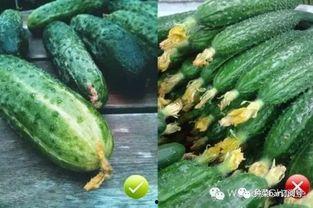 小瓜花可以吃不,探寻不凡口感