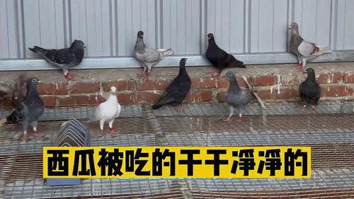 鸽子瓜可以吃吗,揭秘其可食用性及美味烹饪方法