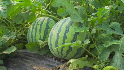 河津同城吃瓜视频,揭秘当地热门事件背后的真相