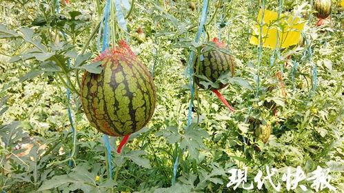 江苏500人吃瓜,瓜果飘香共度欢乐时光