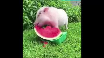 小猪吃瓜直播,趣味横生的直播盛宴