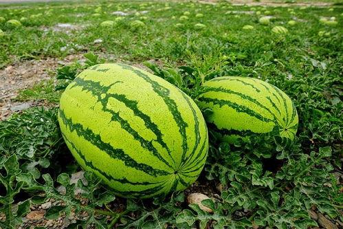 吃瓜不如吃西瓜,吃瓜不如吃西瓜，尽享清凉美味时光