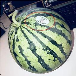 网红新沂吃瓜,揭秘网络红人的幕后生活