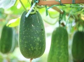 到处吃瓜的人,吃遍天下