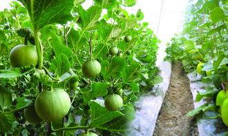 孕妇可以吃瓜米不,瓜米——孕妇的安心选择