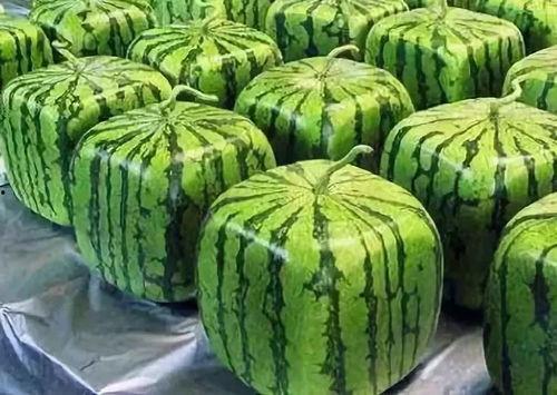 吃瓜落的由来,揭秘民间美食的传奇起源