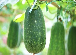 一线吃瓜健康,健康生活新风尚