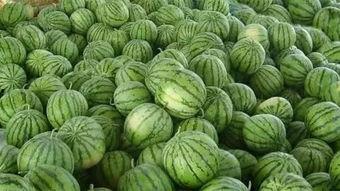 在西瓜地里吃瓜