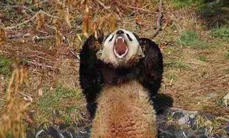 瓜哥带你吃瓜讲熊猫,一场味蕾与心灵的奇妙之旅