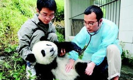 瓜哥带你吃瓜讲熊猫,一场味蕾与心灵的奇妙之旅