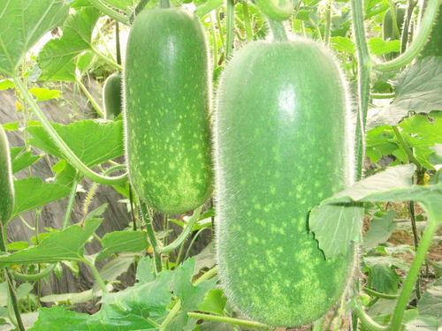 吃ZBC的瓜了吗,吃瓜群众热议不断