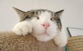 猫吃瓜吃吐了,宠物饮食安全引关注