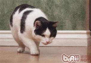 猫吃瓜吃吐了,宠物饮食安全引关注