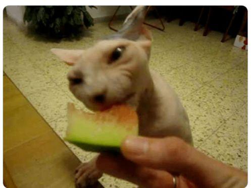 瓜哥吃瓜奇葩喵星人,喵星人生奇遇记