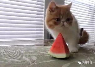 瓜哥吃瓜奇葩喵星人,喵星人生奇遇记