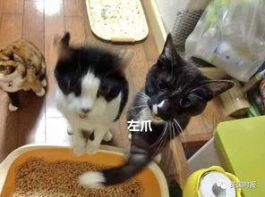 吃瓜打肥喵,揭秘网络红人的爆红之路