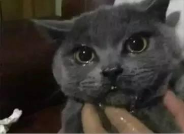 吃瓜打肥喵,揭秘网络红人的爆红之路