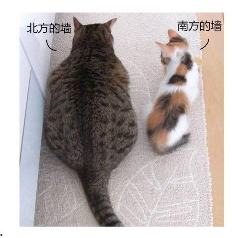 吃瓜打肥喵,揭秘网络红人的爆红之路