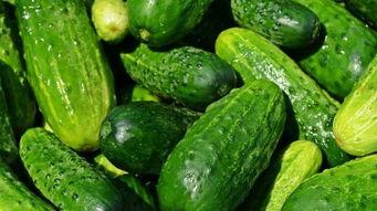 粘糖吃的瓜,粘糖瓜的美味之旅