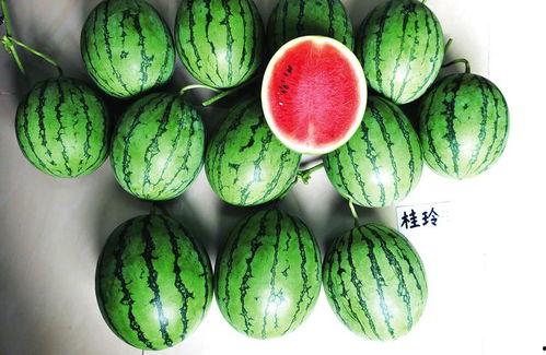 南宁艺校吃瓜,揭秘校园吃瓜背后的故事