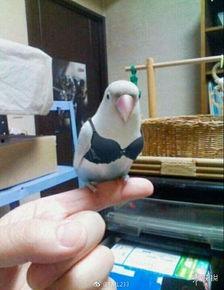 头像皮卡丘吃瓜