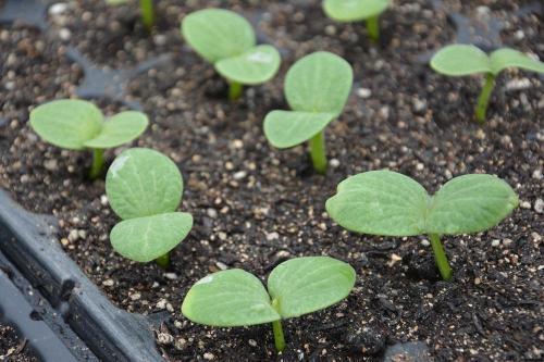 草瓜薯发芽可吃,探索发芽薯类的新食尚