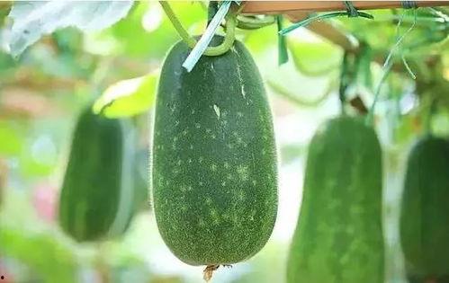 吃瓜到白头,见证时代变迁的民间故事