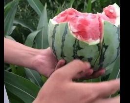 发烧吃花蜜瓜,天然食疗新选择