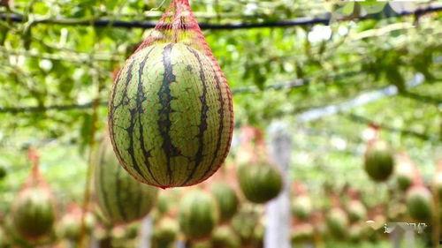 超大个的吃瓜,一场味蕾与视觉的盛宴