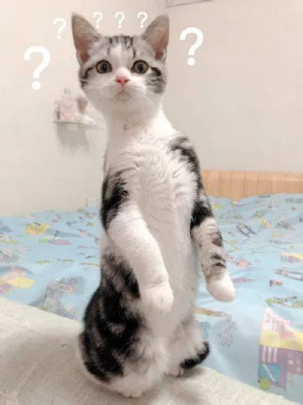 面瓜猫咪可以吃吗,揭秘猫咪能否食用面瓜的真相