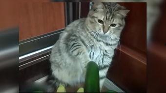 面瓜猫咪可以吃吗,揭秘猫咪能否食用面瓜的真相