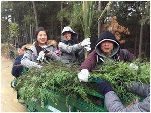 野外森林吃瓜,野外森林的甜蜜探险之旅
