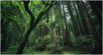 野外森林吃瓜,野外森林的甜蜜探险之旅