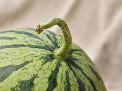 上海路吃瓜视频,揭秘街头美食背后的故事