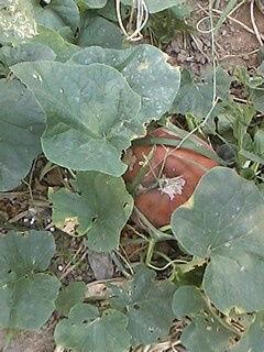 情侣之间吃红瓜,情侣共享的浪漫滋味