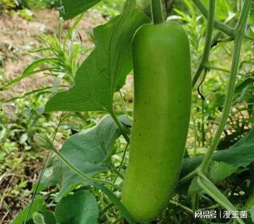 番茄907吃瓜,揭秘娱乐圈幕后真相