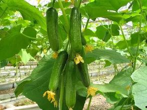 吃瓜护肝,健康生活新风尚