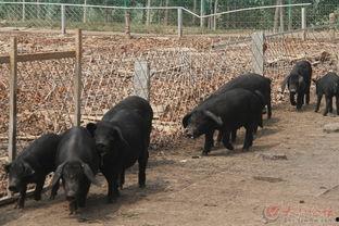 吃瓜的笨猪,揭秘萌宠的欢乐时光