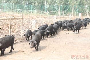 吃瓜的笨猪,揭秘萌宠的欢乐时光