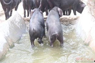 吃瓜的笨猪,揭秘萌宠的欢乐时光