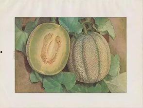 白冰吃静冈蜜瓜,静冈蜜瓜的美味之旅