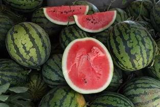 本瓜可以吃吗,揭秘瓜类植物的食用安全指南