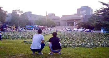 清苑大庄吃瓜事件,一场引发热议的社区冲突揭秘