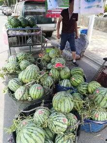 长垣市吃瓜事件,一场网络热议背后的真相与反思