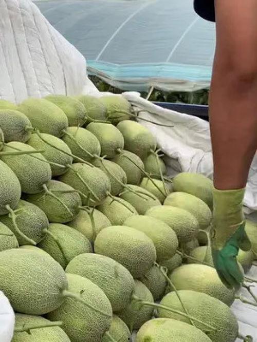 脚骨折了吃哈密瓜,哈密瓜助力营养恢复与康复