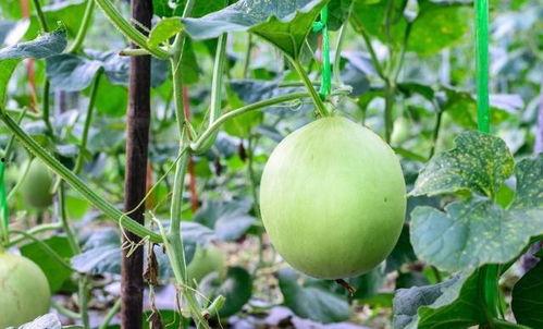吃青皮瓜喉咙难受,揭秘食用禁忌与应对之道