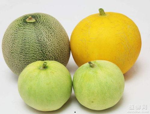 吃青皮瓜喉咙难受,揭秘食用禁忌与应对之道