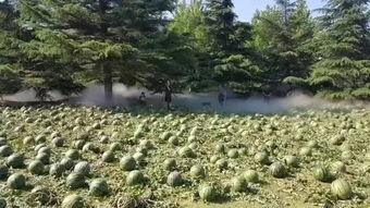 岱岱吃瓜群众江浙,江浙风云录