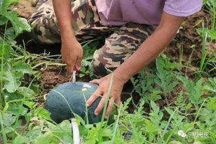 买瓜回家吃瓜视频